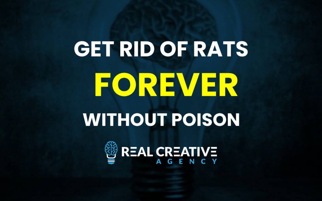BEST Way To Get Rid Of Rats Without Poison
