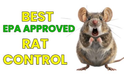 BEST EPA Approved Rat Control For Cities and Businesses
