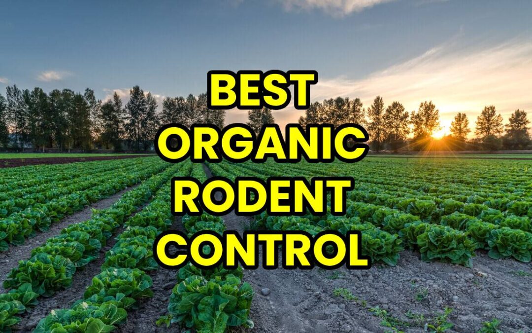 Best Organic Rodent And Rat Control