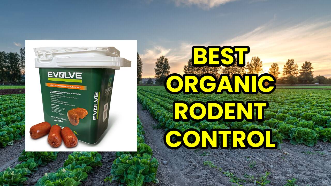 Best Organic Rodent and Rat Control