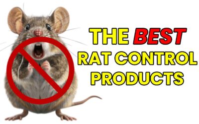 BEST Products To Get Rid Of Rats FAST