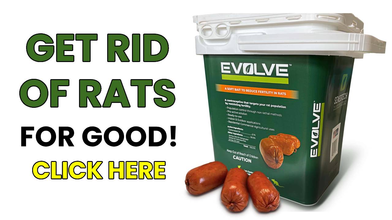 How to get rid of rats safely and permanently