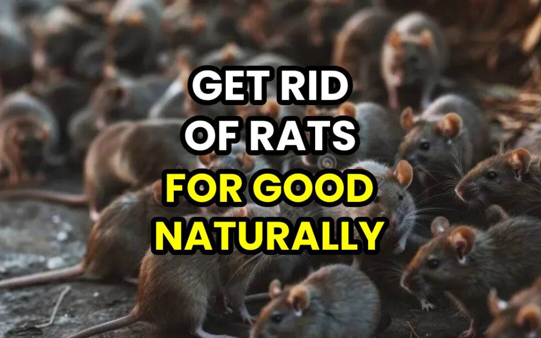 How To Get Rid Of Rats Permanently And Naturally