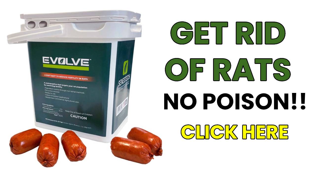 How to get rid of rats without killing them