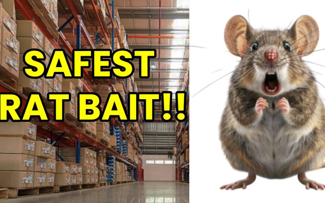 Safe And Effective Rat Control For Food Grade Facilities